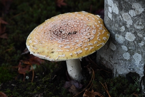 生长在树边上的蛤蟆菌蘑菇图片